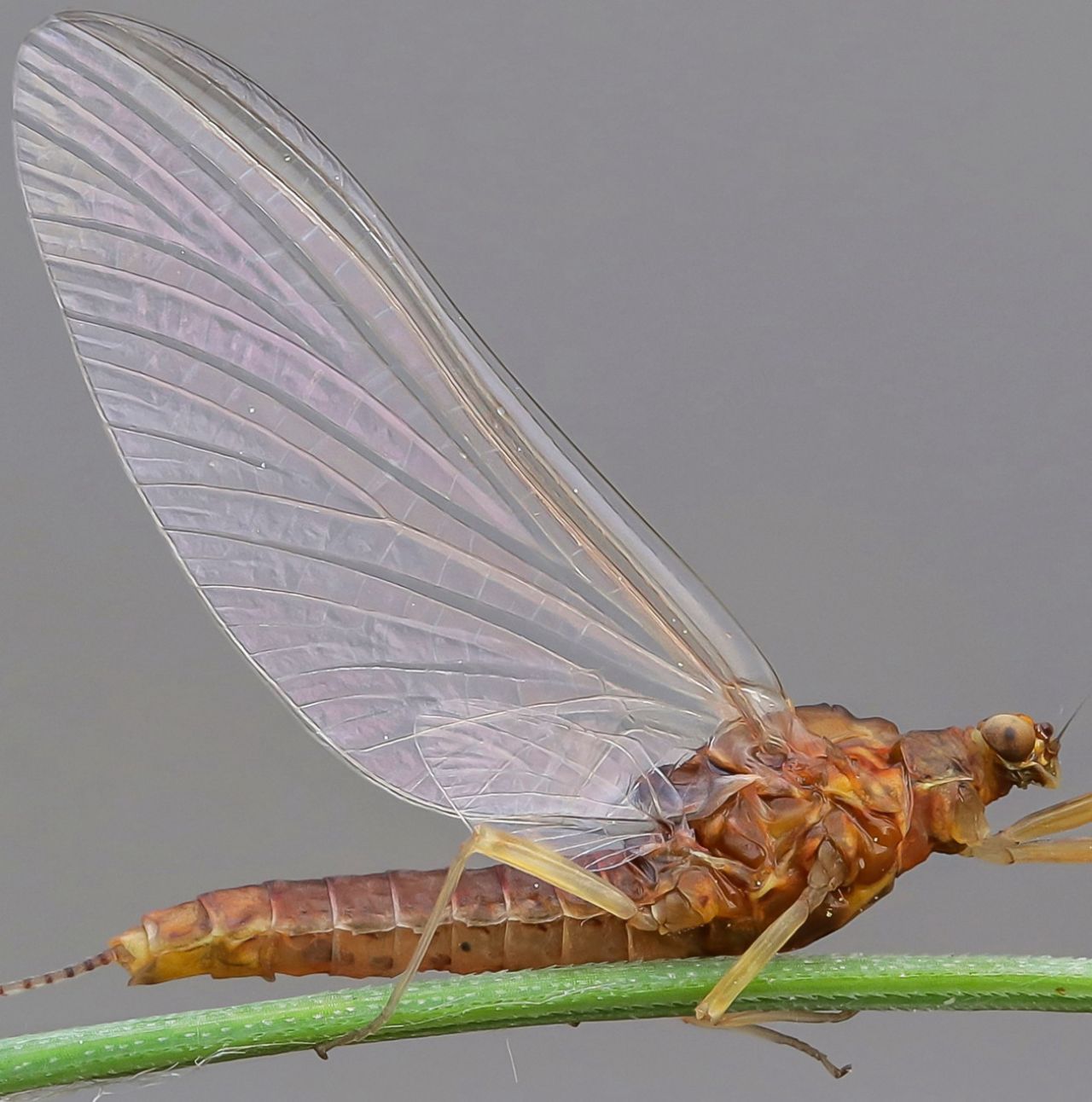 Baetidae - Baetis sp. ? Serratella ignita
